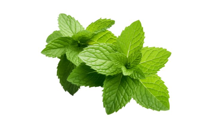 Peppermint leafs